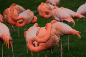 Serene Majesty: Pink Flamingos at Rest