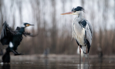 Grey heron (Ardea cinerea) in a shallow lake while a great cormorant landing