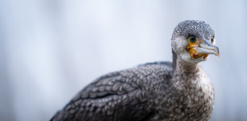 Great cormorant (Phalacrocorax carbo) in young plumage