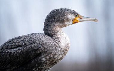 Fototapeta premium Great cormorant (Phalacrocorax carbo) in young plumage