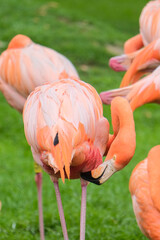 Serene Majesty: Pink Flamingos at Rest
