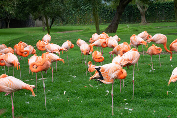 Serene Majesty: Pink Flamingos at Rest