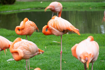 Serene Majesty: Pink Flamingos at Rest