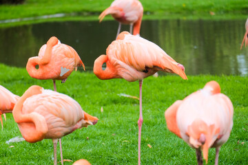 Fototapeta na wymiar Serene Majesty: Pink Flamingos at Rest