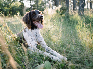 Adorable dog outdoor. Münsterländer pointer.