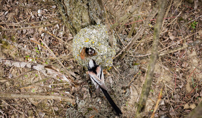 Long-tailed tit (Aegithalos caudatus) feeding its mate near a well-camouflaged nest