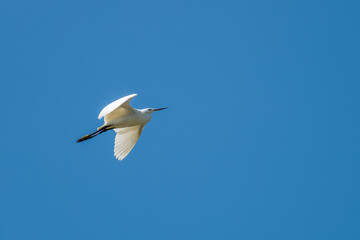 egret flying across a bright blue sky