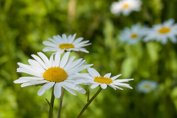 pretty white flowers of ox eye daisy leucanthemum vulgare