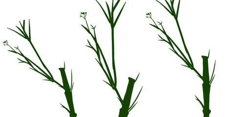 Green bamboo plant stems with white background