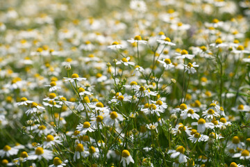 Abundant flowering chamomile plants grow in a field in Germany. The yellow pollen and white petals are clearly visible.