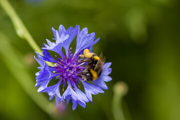 buff tailed bumble bee collecting pollen from bright blue flower of the cornflower also known as...