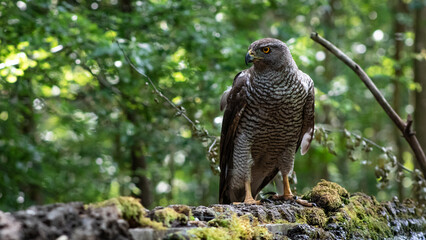 Northern goshawk (Accipiter gentilis) female in a lowland European forest