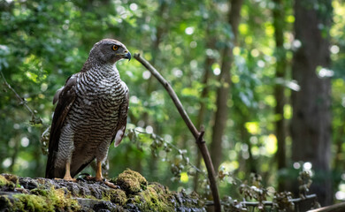 Northern goshawk (Accipiter gentilis) female in a lowland European forest