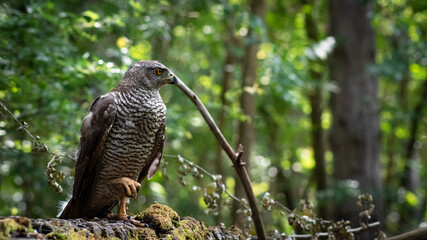 Northern goshawk (Accipiter gentilis) female in a lowland European forest