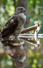 Northern goshawk (Accipiter gentilis) female in a lowland European forest standing in a pond