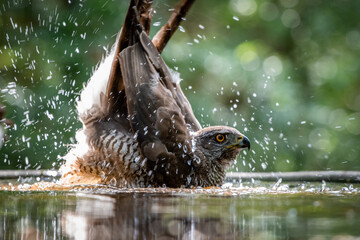 Northern goshawk (Accipiter gentilis) female in a lowland European forest bathing in a pond