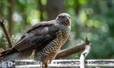Northern goshawk (Accipiter gentilis) female in a lowland European forest standing in a pond