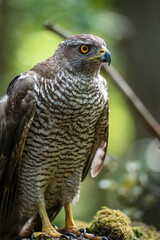 Northern goshawk (Accipiter gentilis) female in a lowland European forest