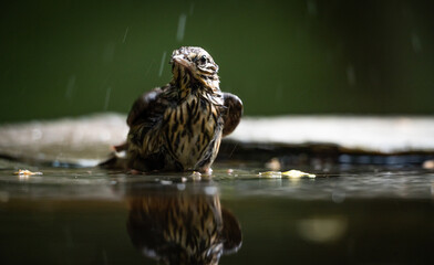 Tree pipit (Anthus trivialis) bathing in a man-made pond in a forest
