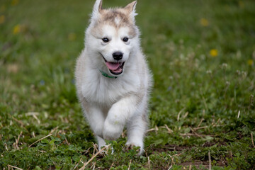 Cute little pomski Husky Alaskan Malamute puppy playing having fun in the grass running around standing sitting in the park