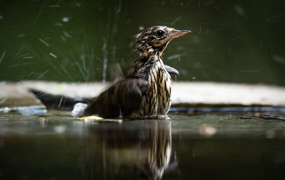 Tree pipit (Anthus trivialis) bathing in a man-made pond in a forest