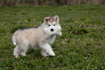 Little alaskan malamute husky puppy play with toy on grass