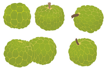 a illustration of a green custard apple in a simple clean art style
