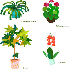 Home flowers - pelargonium, orchid, croton, christmas cactus © nataaa