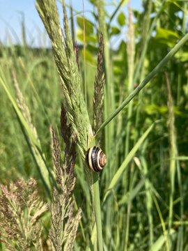 Snail with a shell attached to some high grasses