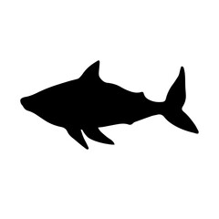 Shark silhouette. Predatory marine mammal.Vector graphics.