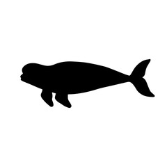 Beluga whale silhouette. Predatory marine mammal.Vector graphics.