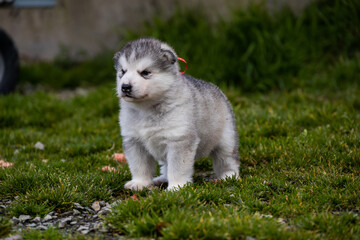 Cute little pomski Husky Alaskan Malamute puppy playing having fun in the grass running around standing sitting in the park