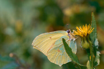 Beautiful greenish-yellow butterfly Lemongrass, or Krusinnitsa lat.Gonepteryx rhamni on a yellow flower close-up.