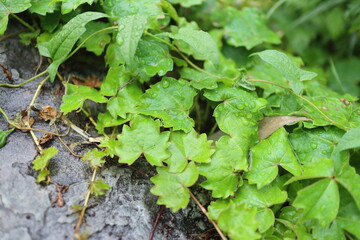 green leaves on the wall
