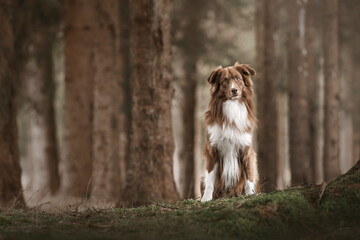 Australian Shepherd im Wald
