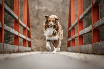 Australian Shepherd beim Laufen 