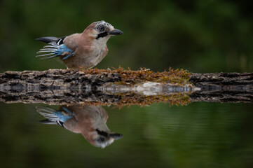 Jay on the edge of a reflection pool of water