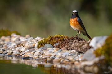 Male Common Redstart on the edge of a pool of water