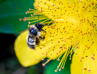 Closeup of a bee collecting nectar from St. John's Wort