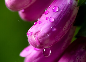 Closeup of purple Foxglove flowers after a spring rain