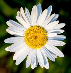 Closeup of a beautiful daisy flower with white petals and brilliant yellow center