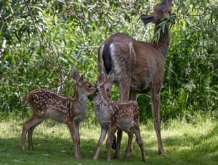 Naklejka na ściany i meble A mother deer grazing with her two young spotted fawns