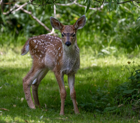 Naklejka na ściany i meble A young spotted fawn looking inquisitively at the camera