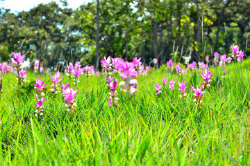Pink flowers are among the green fields.