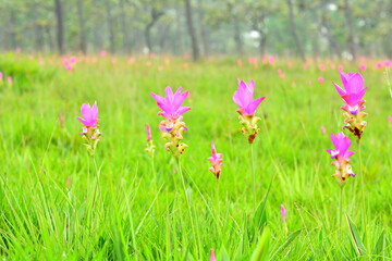Pink flowers are among the green fields.