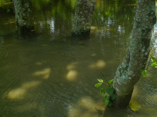 Flooded Forest: Nature's Overwhelming Power
