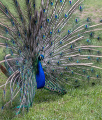Naklejka premium peacock with feathers