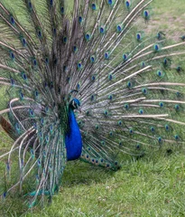 Fotobehang peacock with feathers © susannemogensen