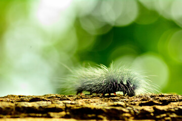 The black caterpillar is a larva in the group of nocturnal butterflies. eat leaves of grass family and non-specific herbaceous plants.
