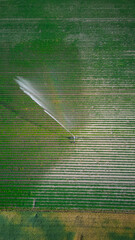 Aerial top down view of irrigation system on field with corn, water jet rain guns sprinkler, dry...